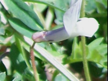 Specie di una Vicia